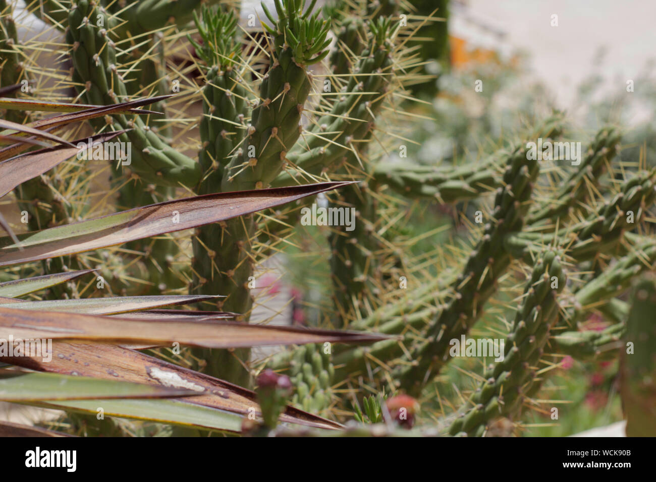 Art der Kakteen. Cactus leben in Afrika, die mit einer heien und trockenen  Klima. Kaktus wchst in der Natur. Groe Kaktus Nadeln sind sichtbar  Stockfotografie - Alamy