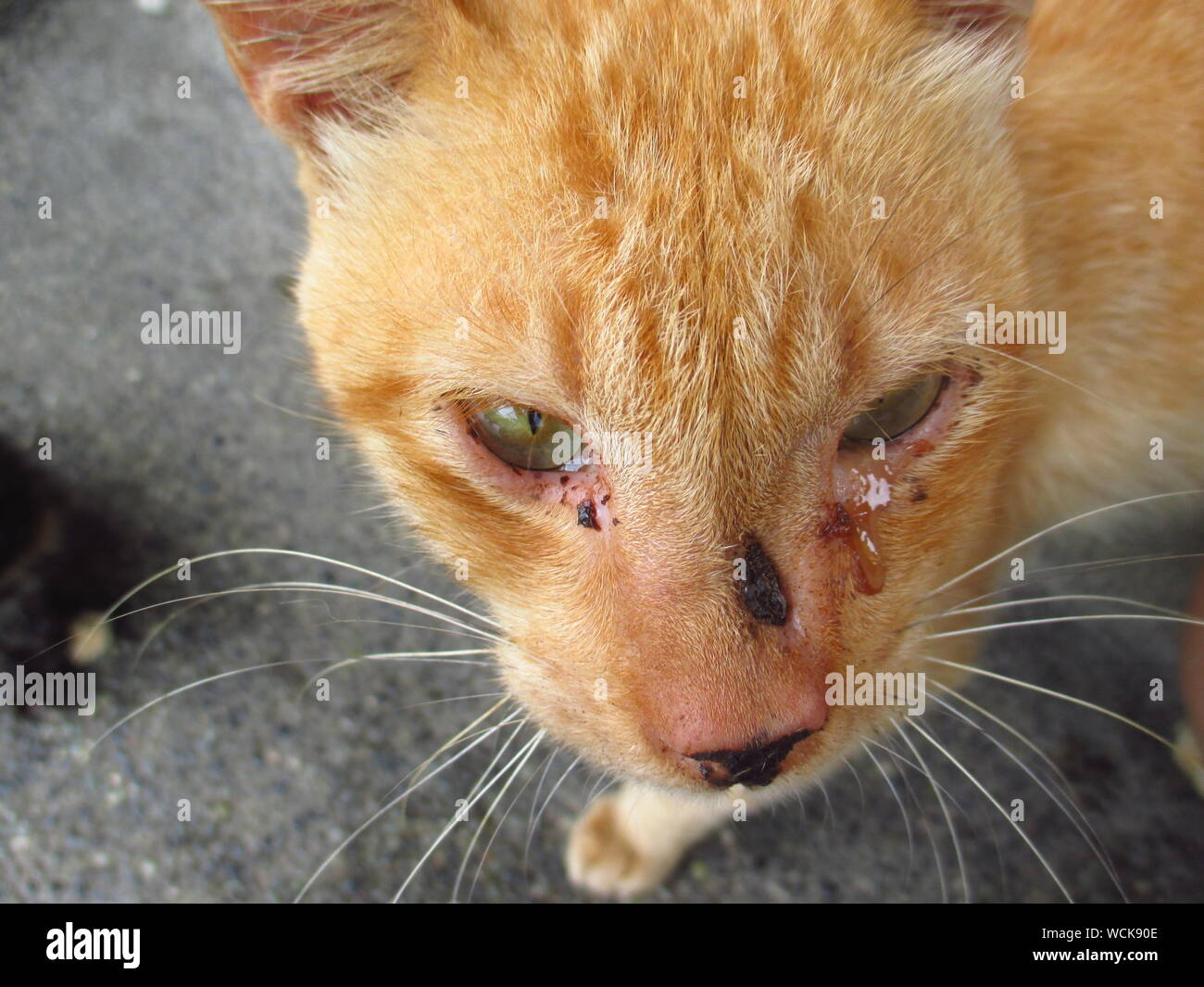 Crying cat -Fotos und -Bildmaterial in hoher Auflösung – Alamy