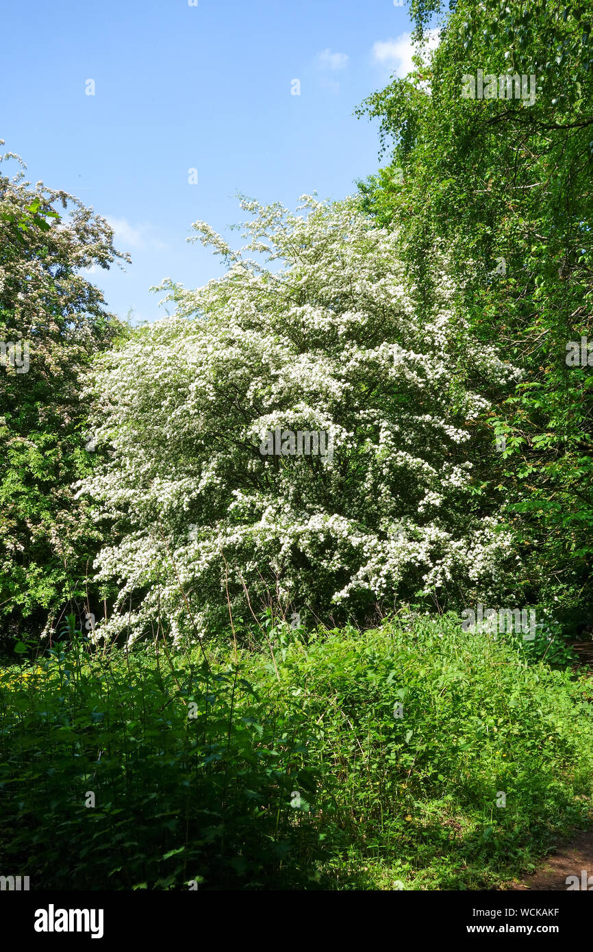Ein Weißdorn (Crataegus) in voller Blüte mit vielen Blütenstände von weißen Blumen, Staffordshire, England, UK Stockfoto