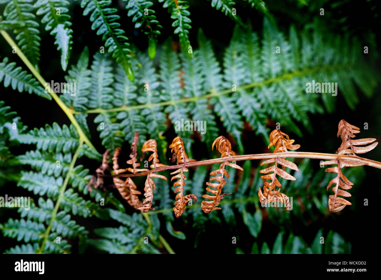 Adlerfarn (Pteridium), große Farne, im Peak District, ENGLAND Stockfoto