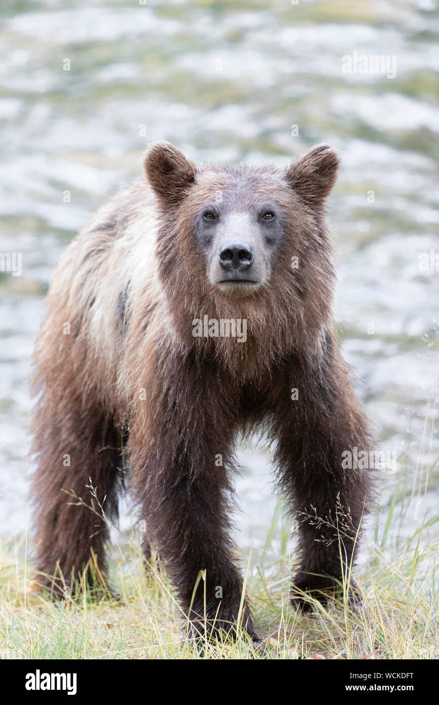 Grizzly Bear stehend auf dem nakina River Bank in die Kamera schaut, Ursus arctos horribilis, Braunbär, Nordamerika, Kanada, Stockfoto