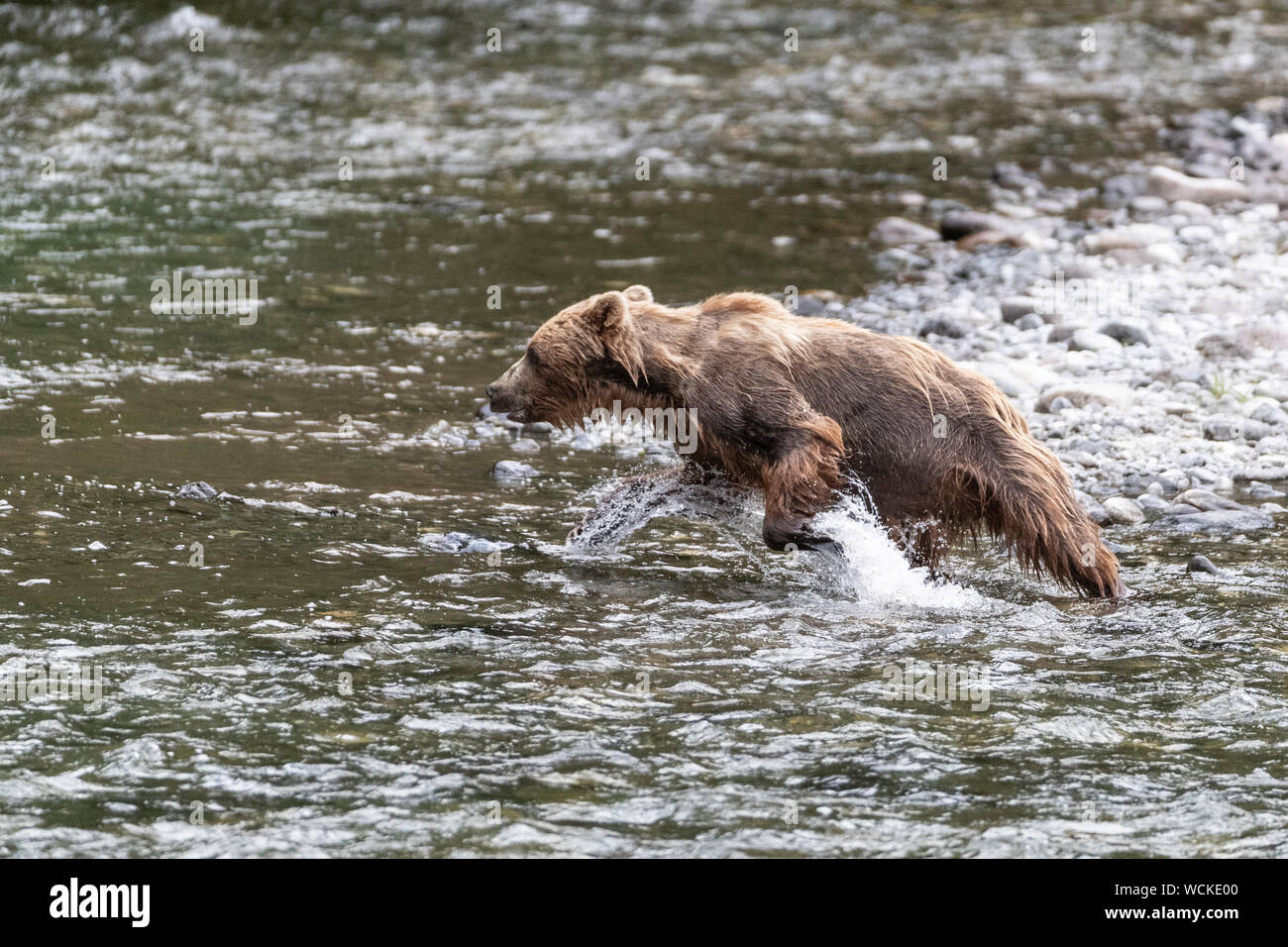 Grizzly Bär im Fluss Nakina auf der Jagd nach Lachsen, Ursus arctos horribilis, Braunbär, Nordamerika, Kanada, Stockfoto