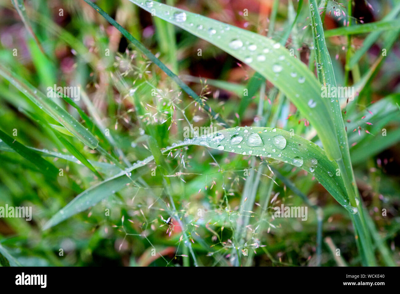 Regen im Sommer fällt auf einen Grashalm Stockfoto