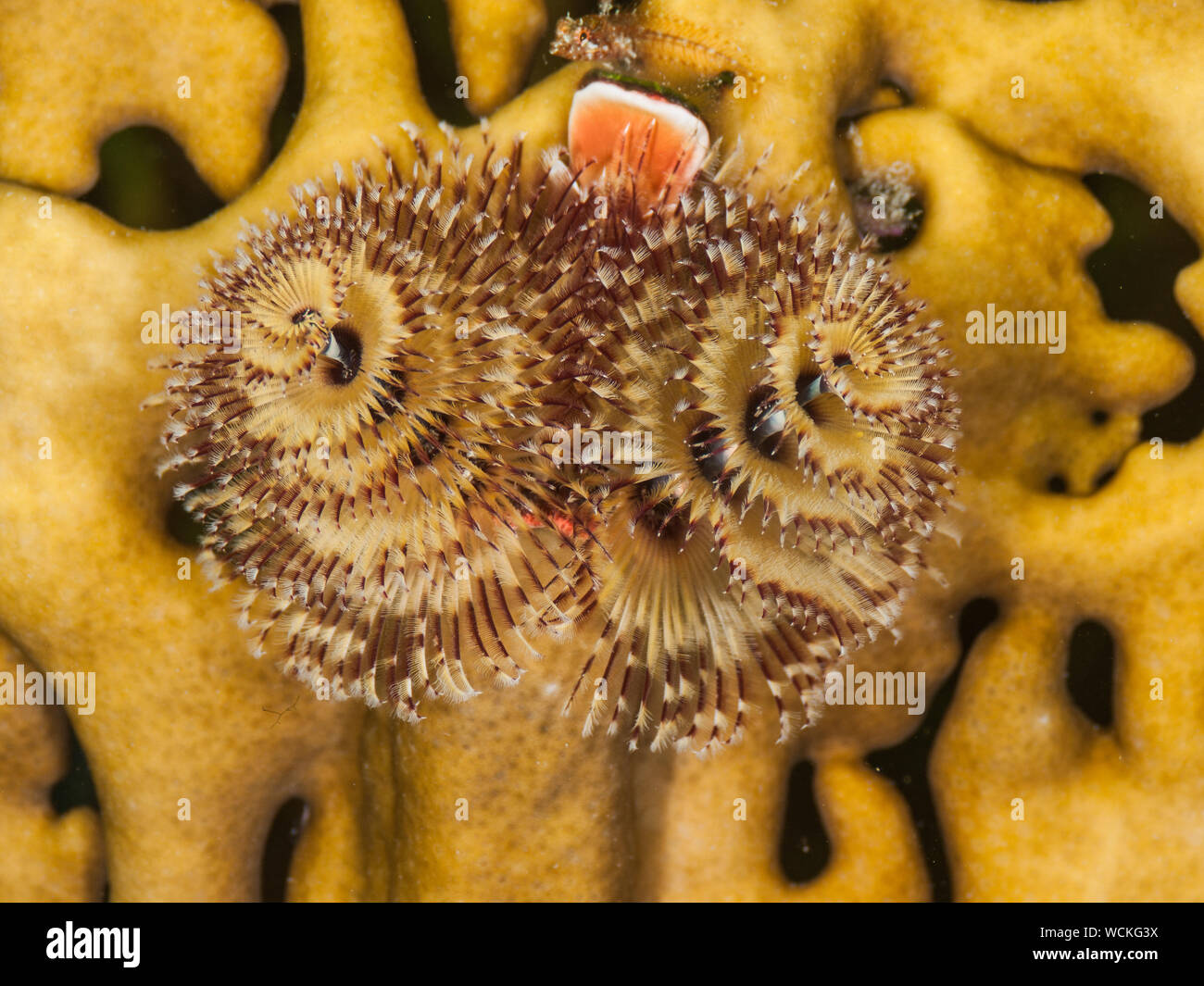 Bunte Christmas Tree Worm, Spirobranchus giganteus, Karibik, Los Roques Stockfoto