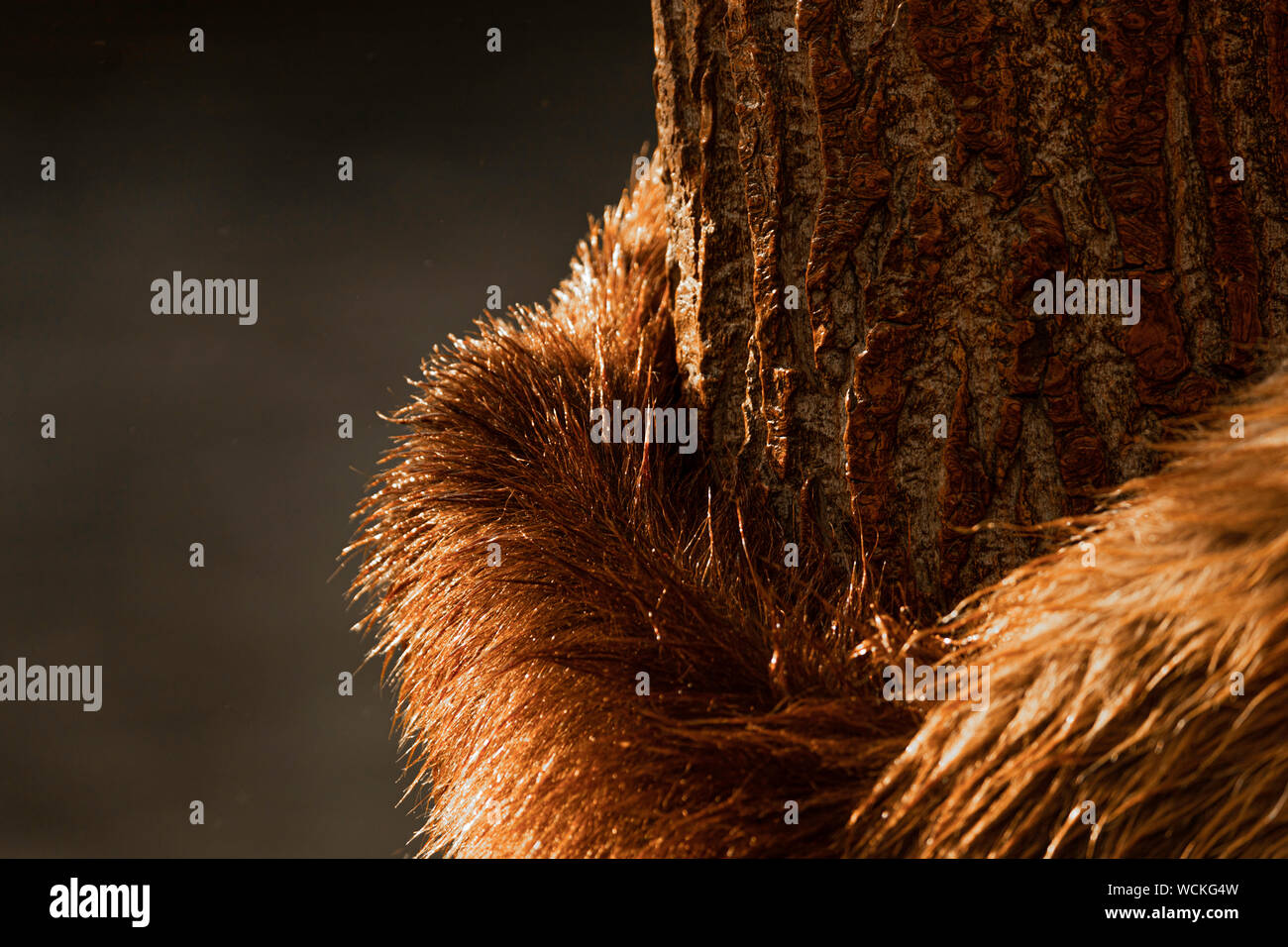 Detail der Bären ein Grizzly Bär um einen Baum, Ursus arctos horribilis, Braunbär, Nordamerika, Kanada, Stockfoto