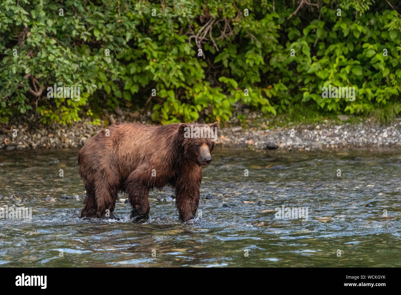 Grizzly Bär im Fluss Nakina auf der Jagd nach Lachsen, Ursus arctos horribilis, Braunbär, Nordamerika, Kanada, Stockfoto