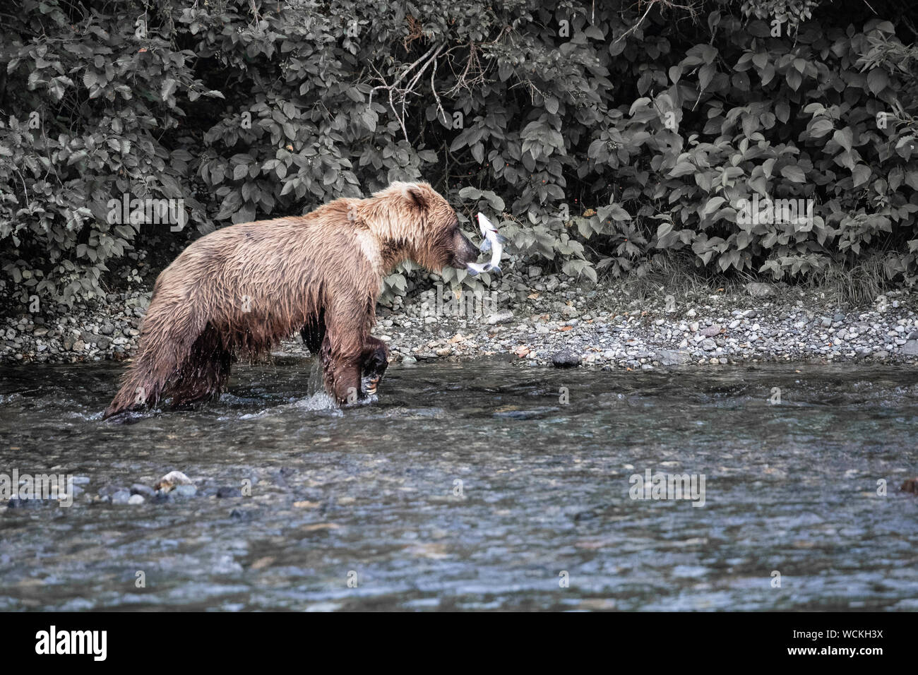 Grizzly Bär mit einem frisch gefangenen Lachs in seinem Mund, in den Fluss Nakina, Ursus arctos horribilis, Braunbär, Nordamerika, Kanada, Stockfoto