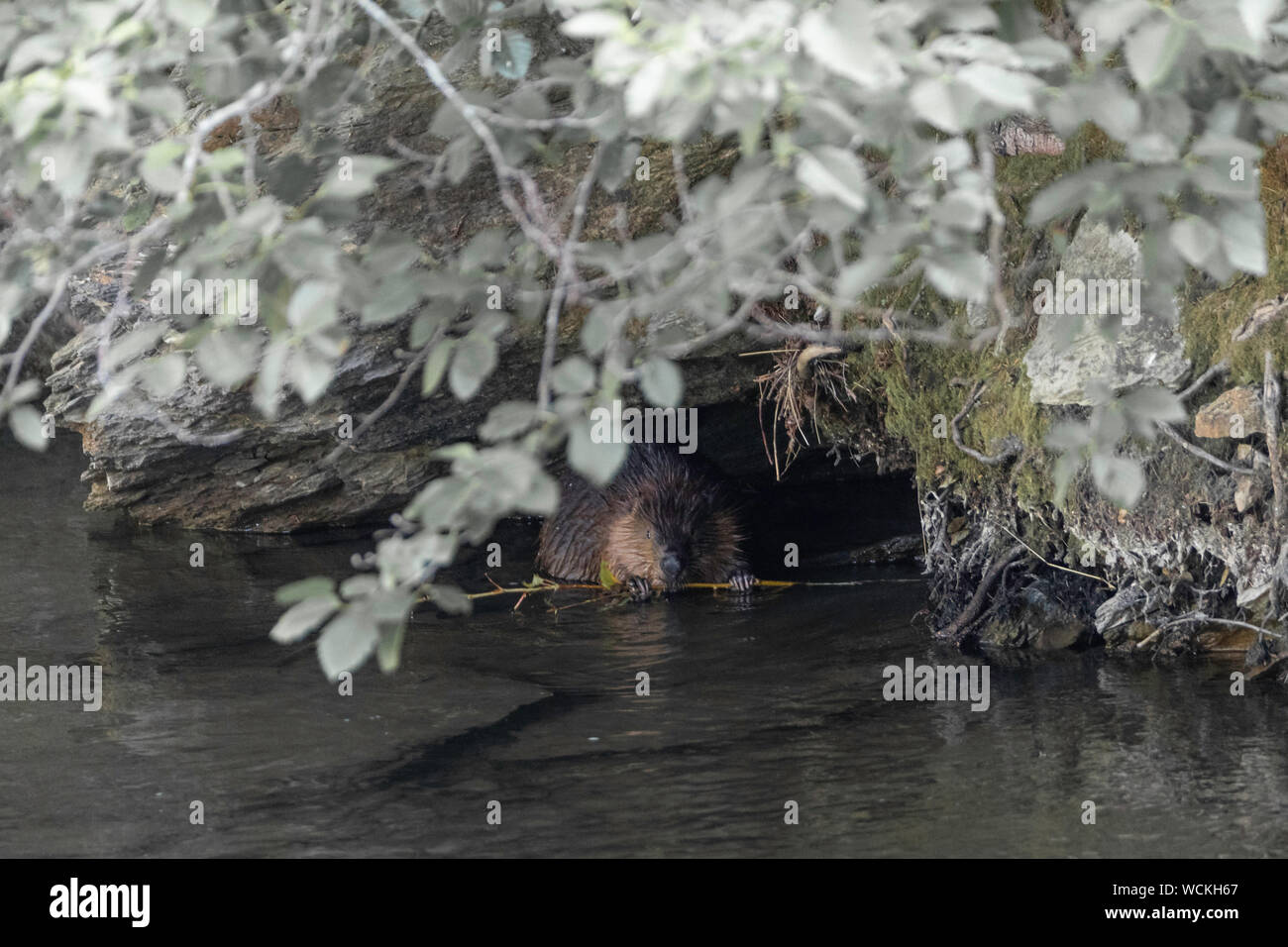 Nordamerikanische Biber (Castor canadensis), British Columbia, Kanada, Stockfoto