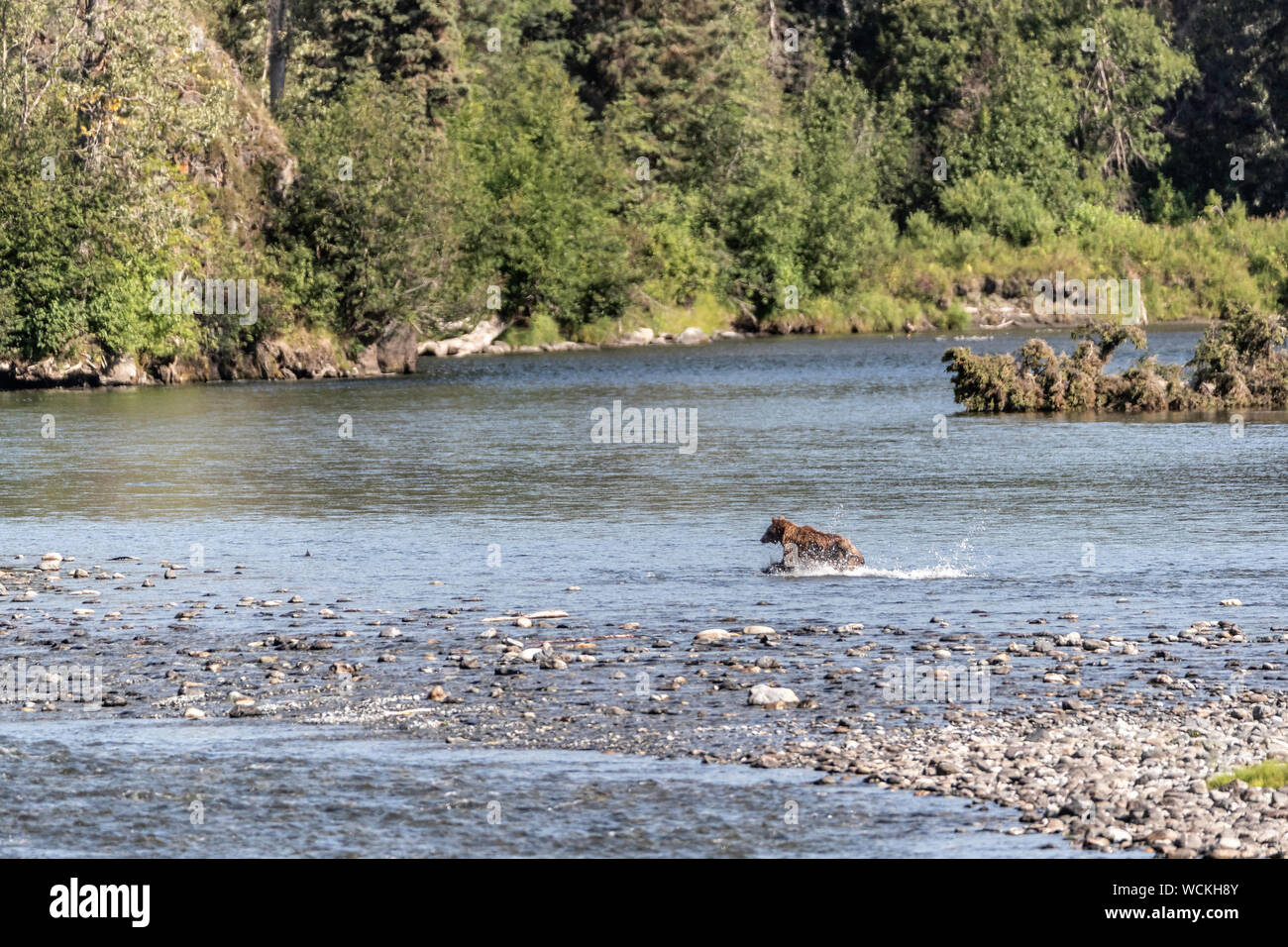 Grizzlybären, Ursus arctos horribilis, Braunbär, Nordamerika, Kanada, Stockfoto