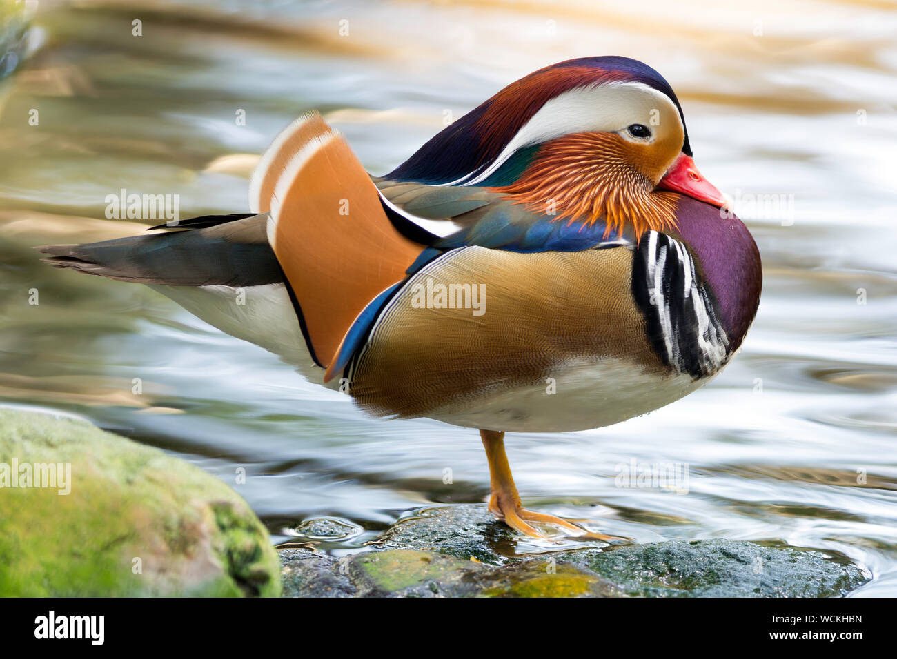 Schöne männliche Ente, Mandarinente (Aix Galericulata) Stockfoto