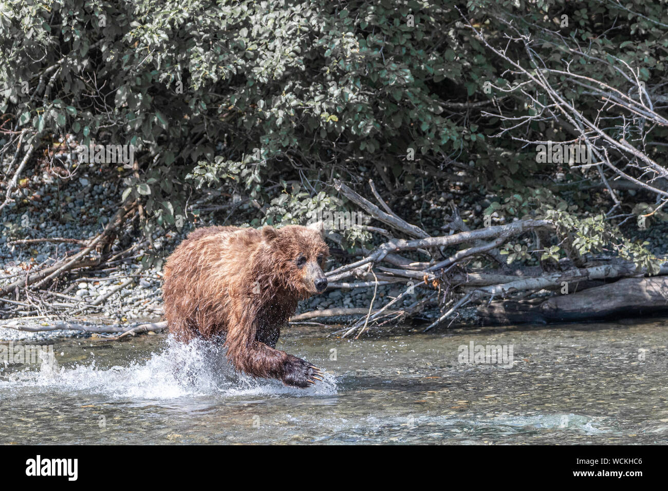 Grizzly Bär im Fluss Nakina auf der Jagd nach Lachsen, Ursus arctos horribilis, Braunbär, Nordamerika, Kanada, Stockfoto