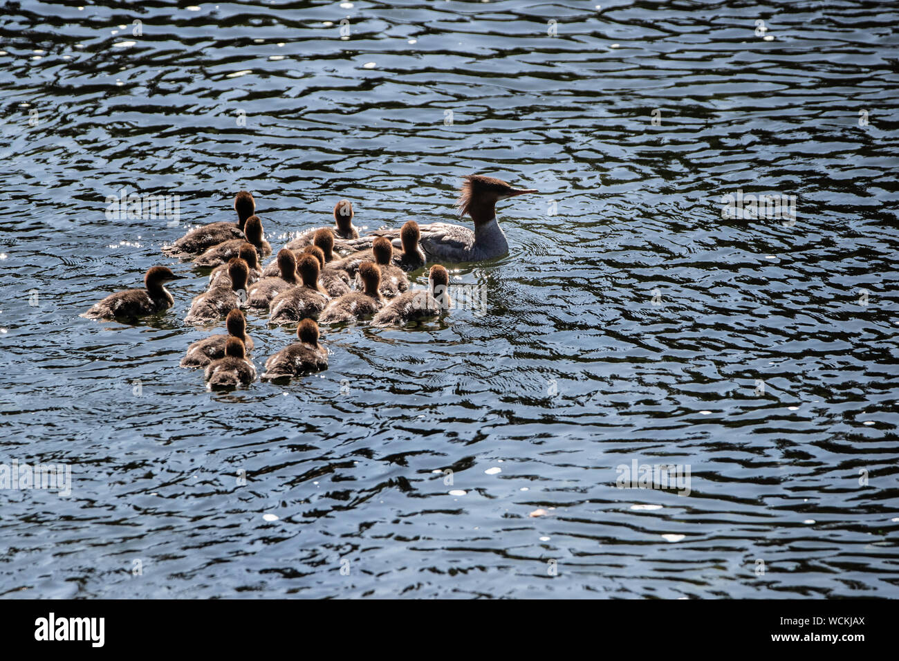 Gemeinsame merganser (Nordamerika) oder gänsesäger (Mergus Merganser) (Eurasien) Ente mit Küken auf dem nakina River, British Columbia, Kanada Stockfoto
