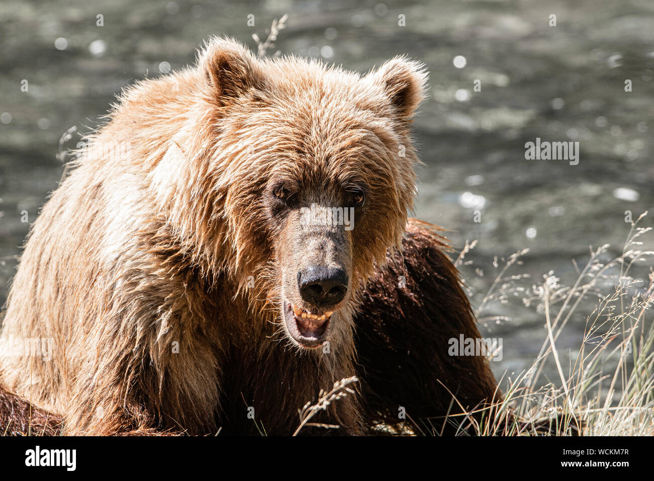 Grizzlybären, Ursus arctos horribilis, Braunbär, Nordamerika, Kanada, Stockfoto