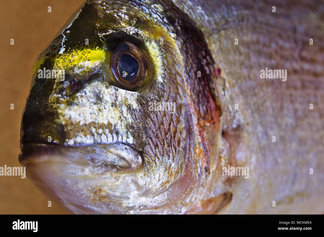 Frisch Dorade Fisch in der Nähe gefangen Stockfoto