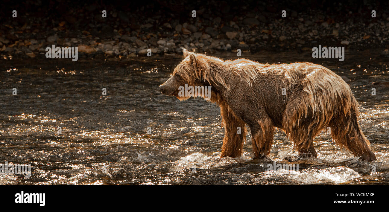 Grizzly Bär im Fluss Nakina Lachs, Ursus arctos horribilis, Braunbär, Nordamerika, Kanada, Stockfoto