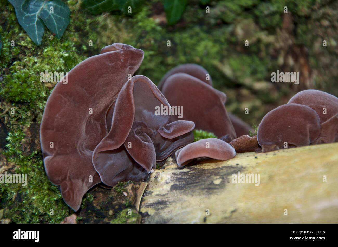 Gelee Ohr Pilz wächst auf Holz. Stockfoto