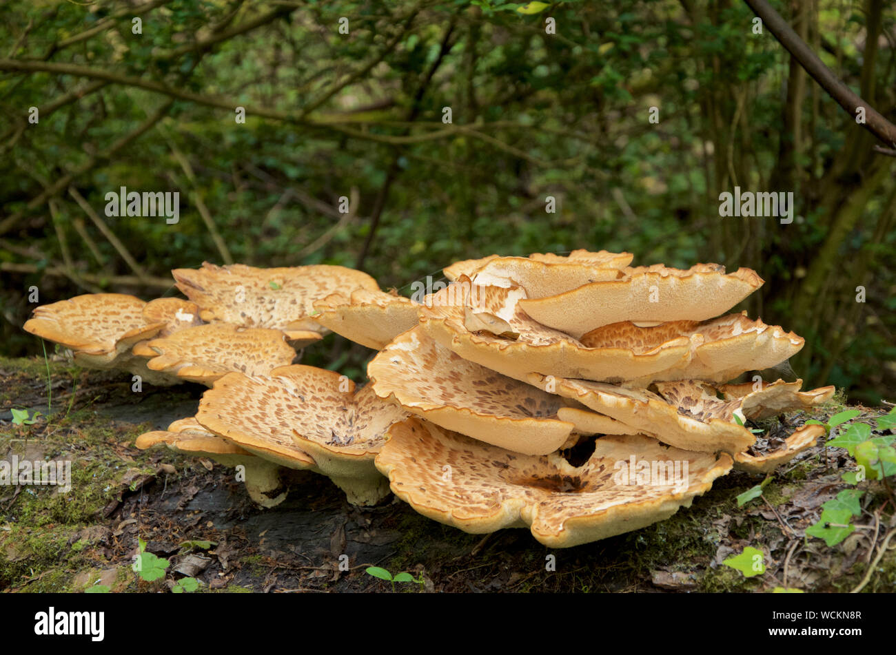 Polyporus Squamosus, die im Allgemeinen als dryaden Sattel, eine Halterung Pilze bekannt. Stockfoto