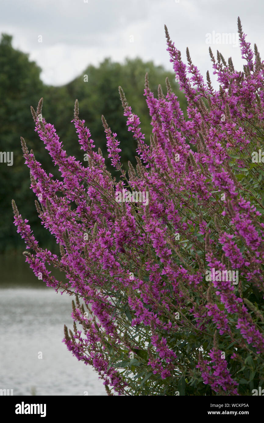 Lythrum salicaria, die gemeinhin als Blutweiderich wachsenden am Rande des Wassers. Stockfoto