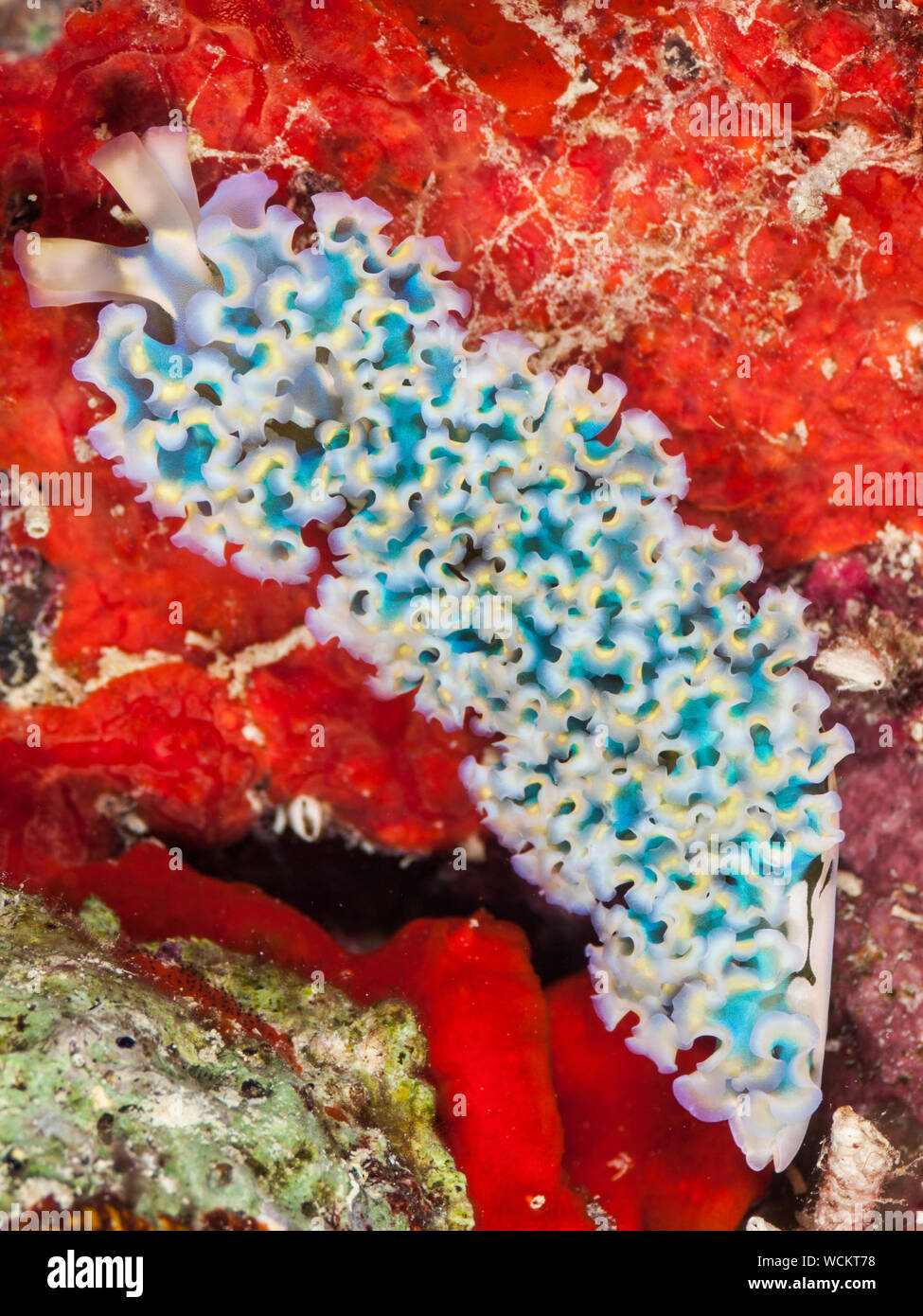 Salat-Meeresschnecke (Elysia Crispata), Bonaire, Niederländische Antillen, Karibik Stockfoto