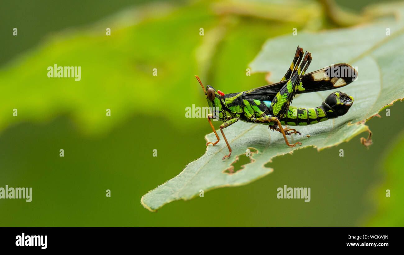 Schöne grünliche Monkey Grasshopper (Erianthus versicolor) hocken auf einem Blatt Stockfoto