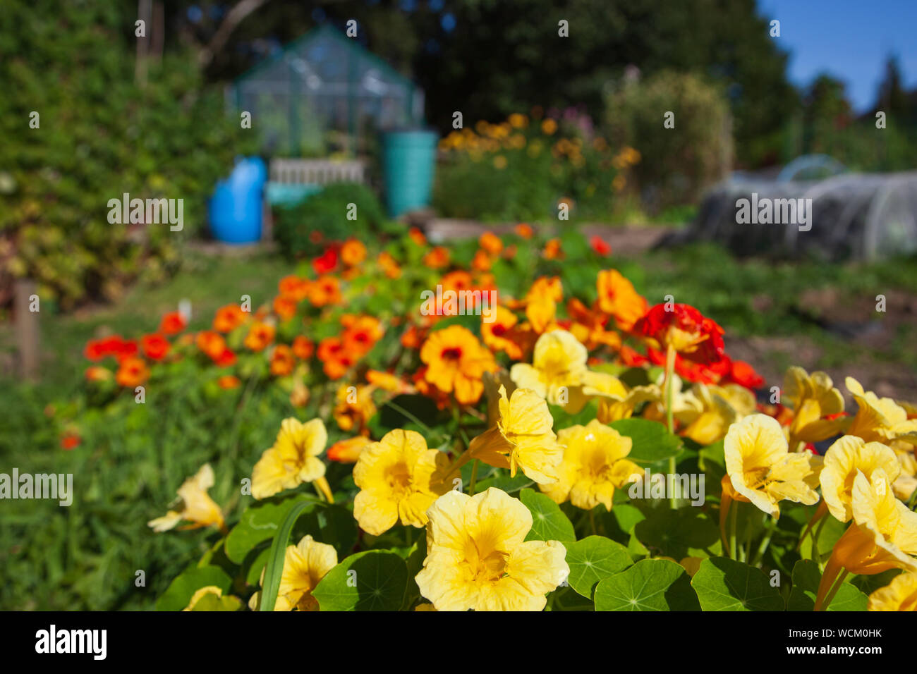 Bunte nasturtians auf Zuteilung Grundstück Stockfoto