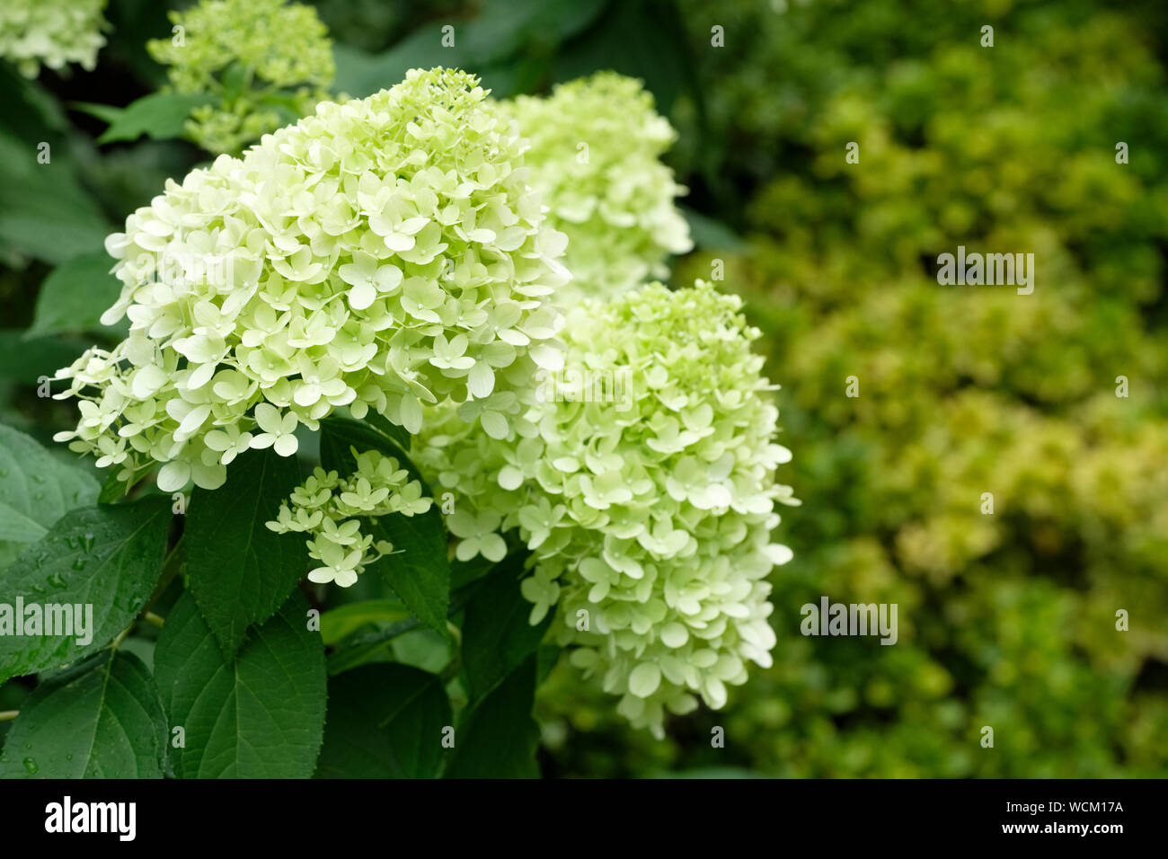 Close-up Hellgrün hydrangea paniculata Limelight Stockfoto