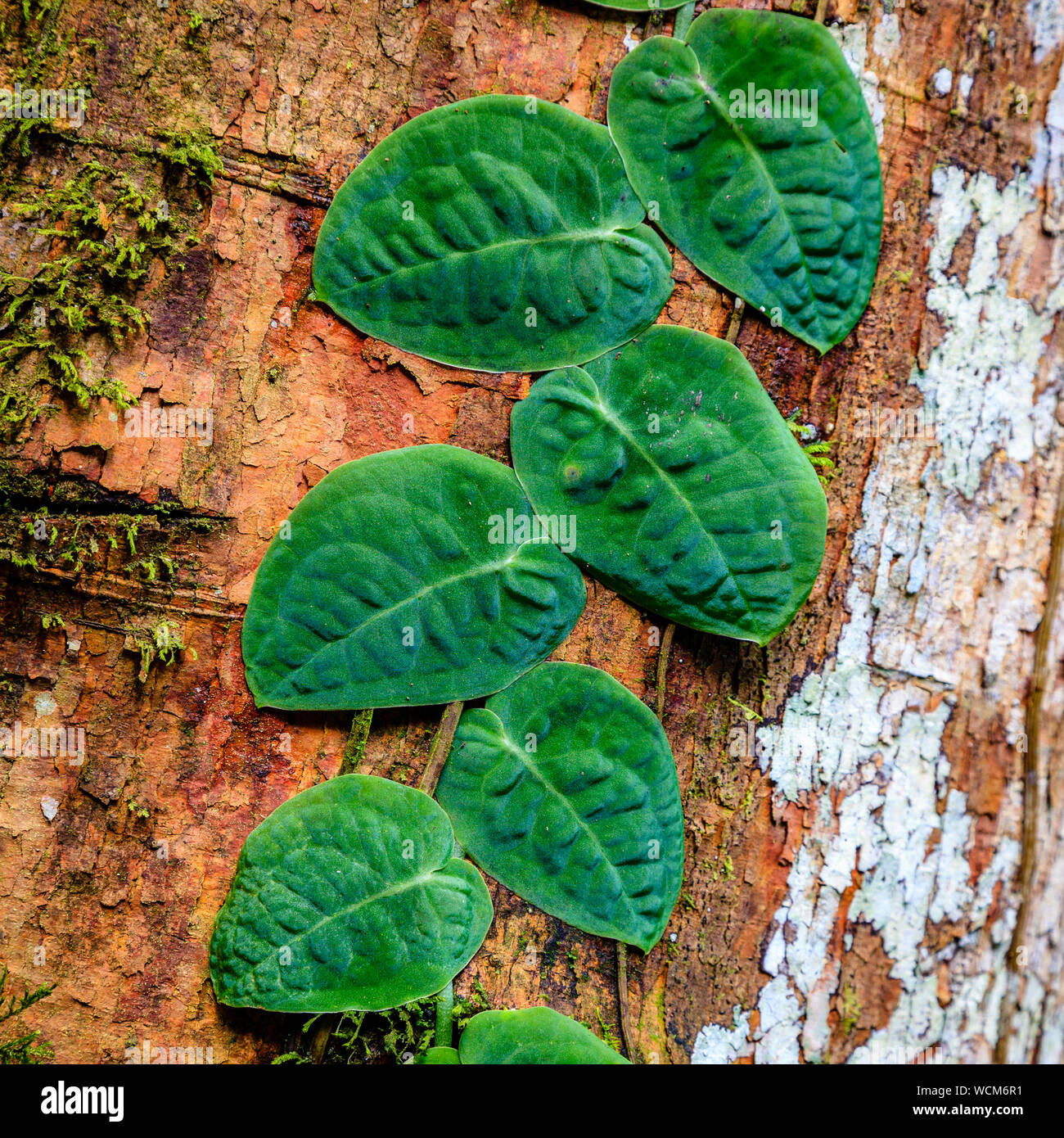 Parasitäre Weinpflanze auf einen Baum im Regenwald in Costa Rica Stockfoto