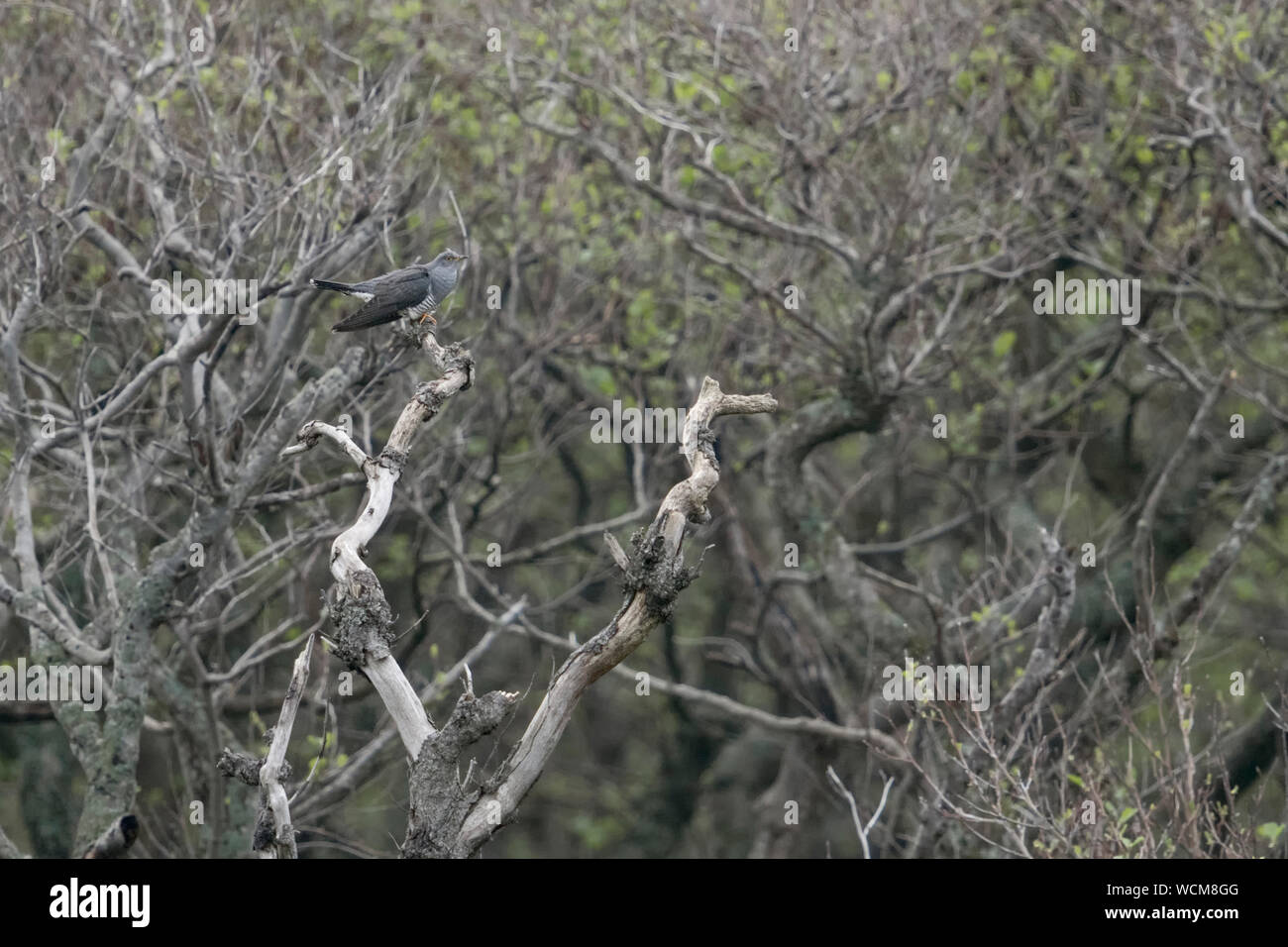 Gemeinsame Kuckuck (Cuculus canorus), männlich, auf einer trockenen Baum in weitem Abstand am Rande eines Waldes, Wildlife, Europa thront. Stockfoto