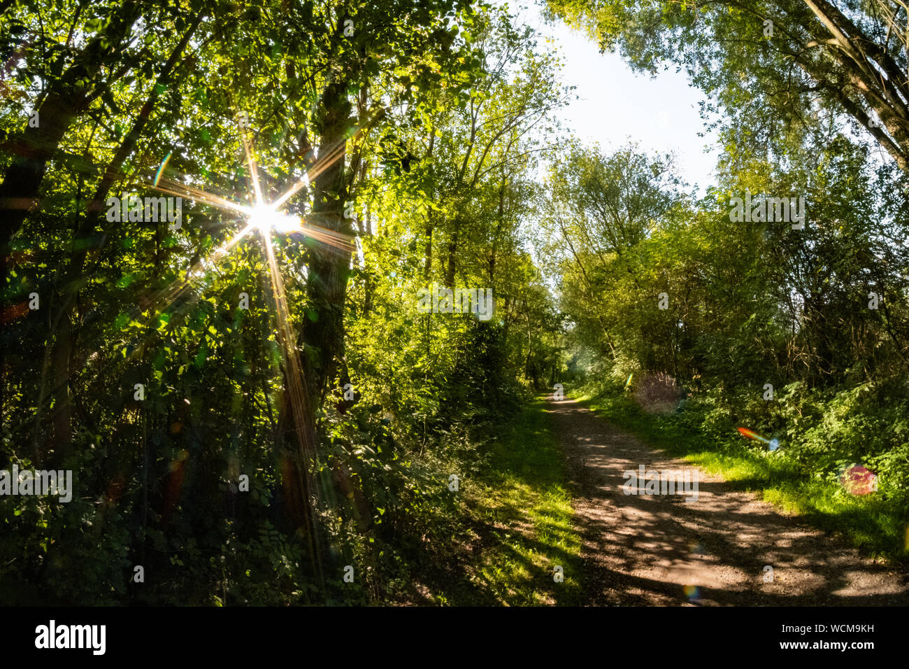 Sonne in den Wald Stockfoto