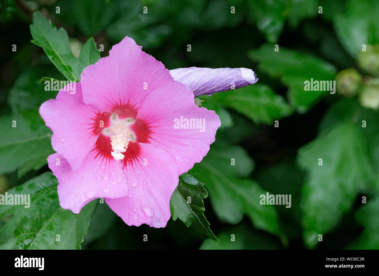 In der Nähe von Hibiscus syriacus Floru. Floru russische Violett''. Rose von Sharon Floru' Stockfoto