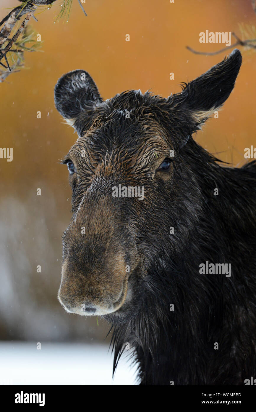 Elch (Alces alces), headshot einer erwachsenen Frau, lustige Kuh, an einem regnerischen Tag im Winter, Tierwelt, Yellowstone, Grand Teton, Wyoming, USA. Stockfoto