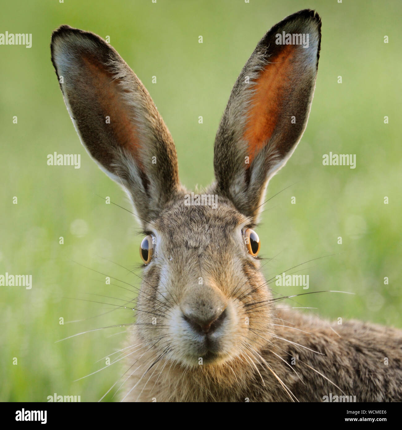 Feldhase/Europäischen Hare (Lepus europaeus) beobachtet erstaunt, lustig, detaillierte Frontalansicht, Wildlife, Europa. Stockfoto