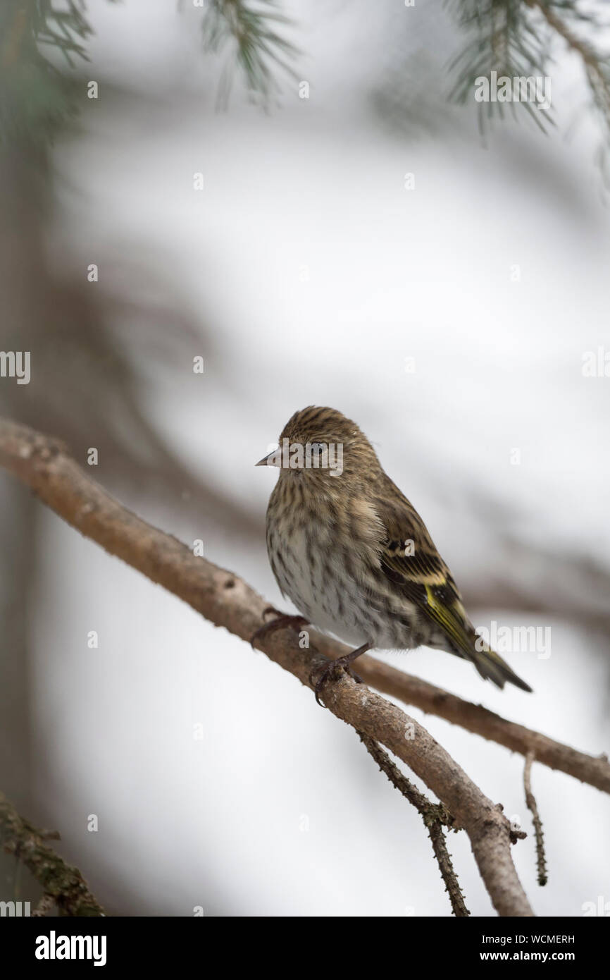 Kiefer Siskin/Fichtenzeisig (spinus Pinus) im Winter, in einem Nadelbaum Baum gehockt, in natürlicher Umgebung, Yellowstone, Montana, USA. Stockfoto