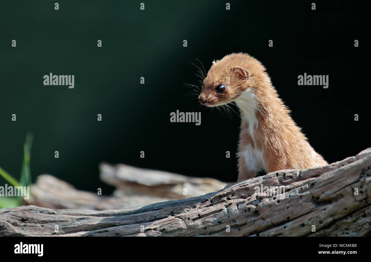 Eurasischen Weasel/mindestens Wiesel (Mustela nivalis), UK Stockfoto
