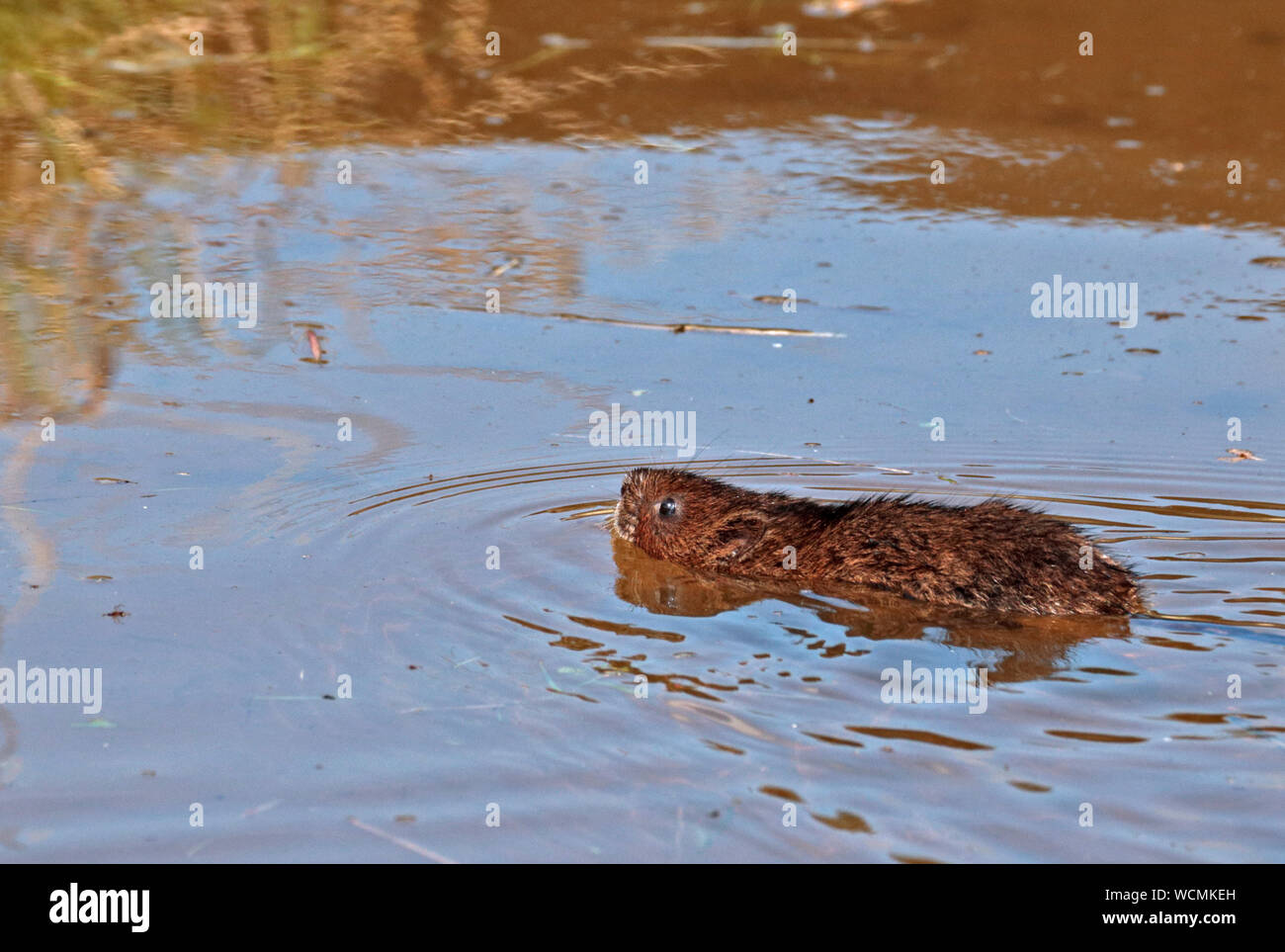 European Water Vole (arvicola Amphibischen) Schwimmen Stockfoto