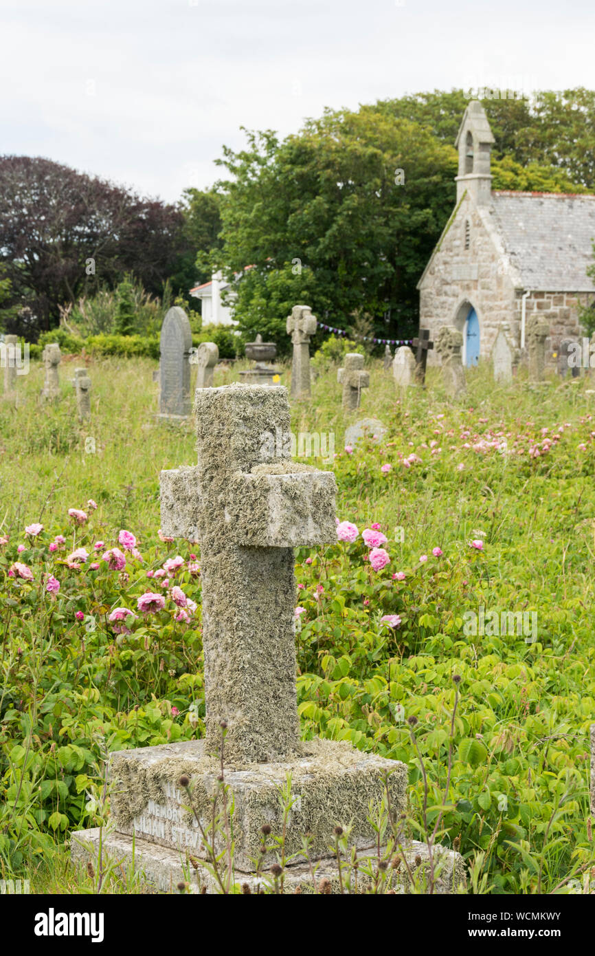 Wildblumen wachsen im Kirchhof der St. Uny Pfarrkirche, Lelant, Cornwall Stockfoto