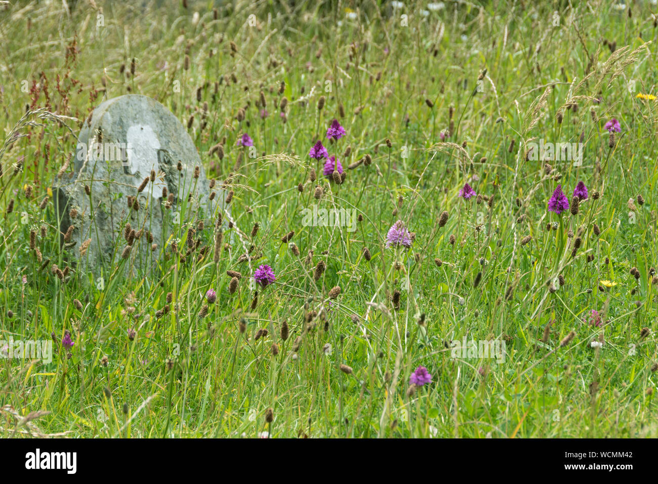 Wildblumen wachsen im Kirchhof der St. Uny Pfarrkirche, Lelant, Cornwall Stockfoto