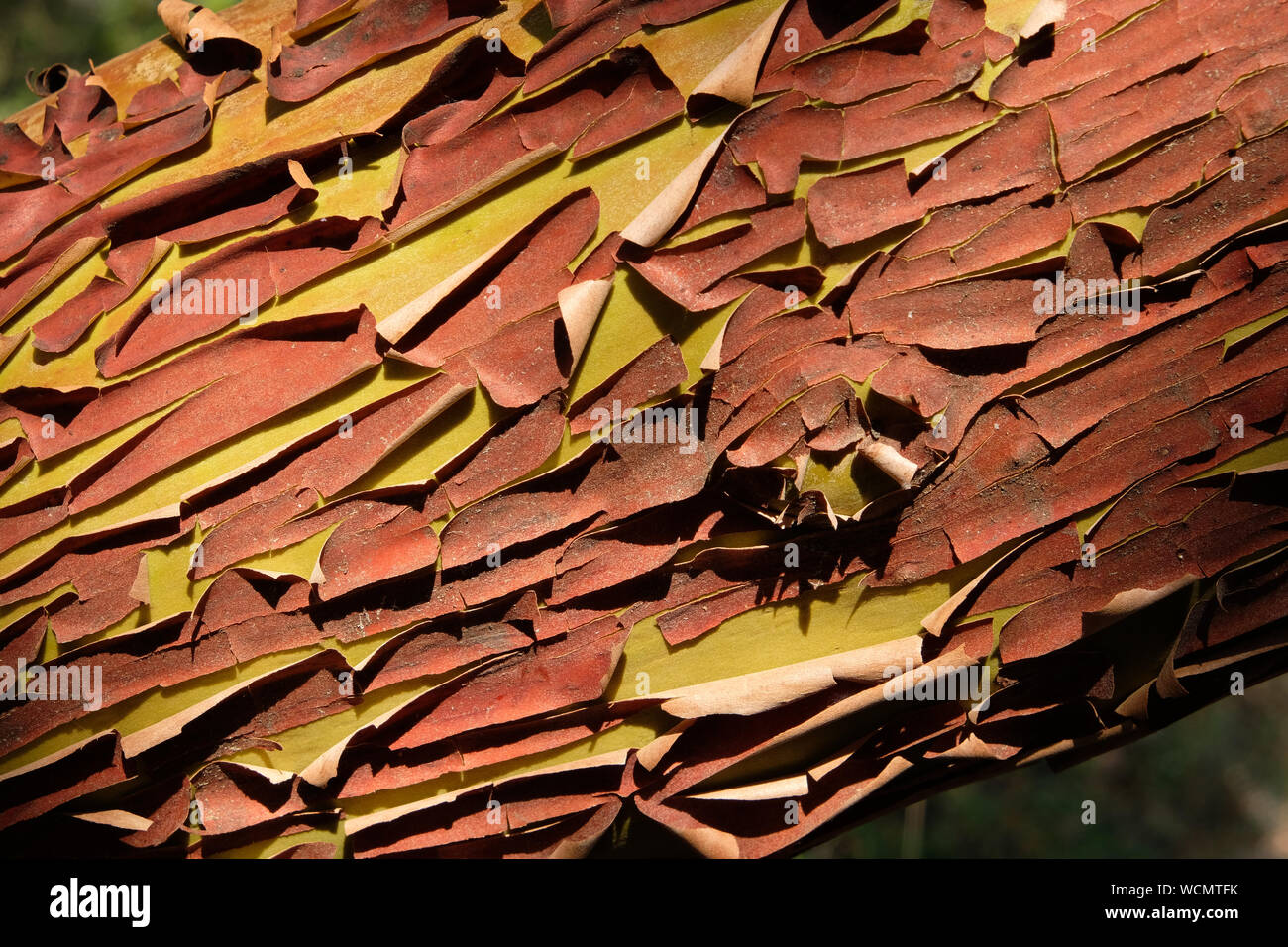 Als Sandelholz wächst, der Rinde des scharlachroten Körper Risse und Schalen. Die neue Rinde ist leichter und rissfrei. Stockfoto