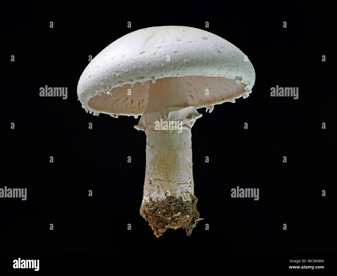 Weißer Champignon'''', Agaricus Pilz isoliert auf einem schwarzen Hintergrund Stockfoto