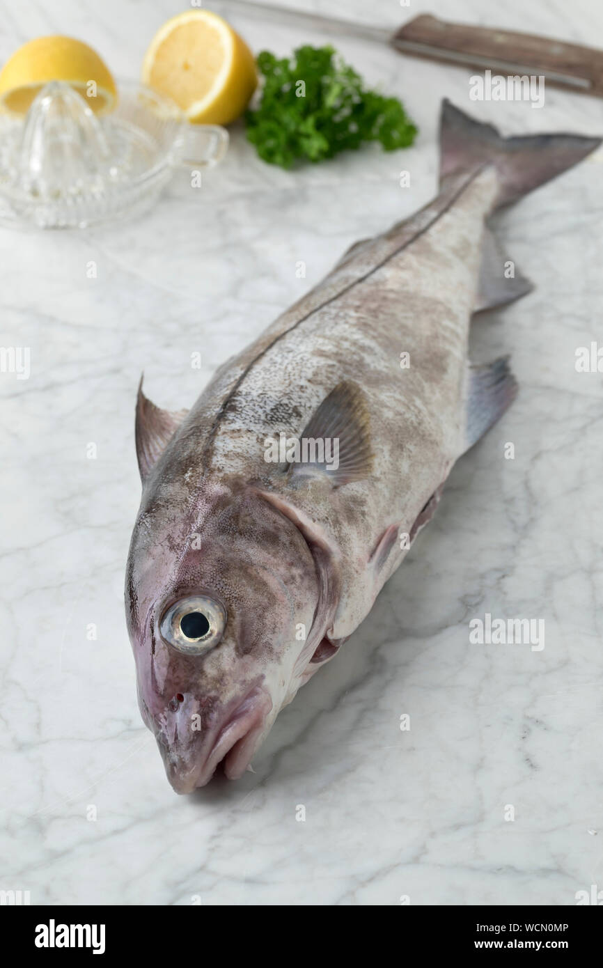 Frische rohe ganze Schellfisch Fisch in der Küche zum Kochen  Stockfotografie - Alamy