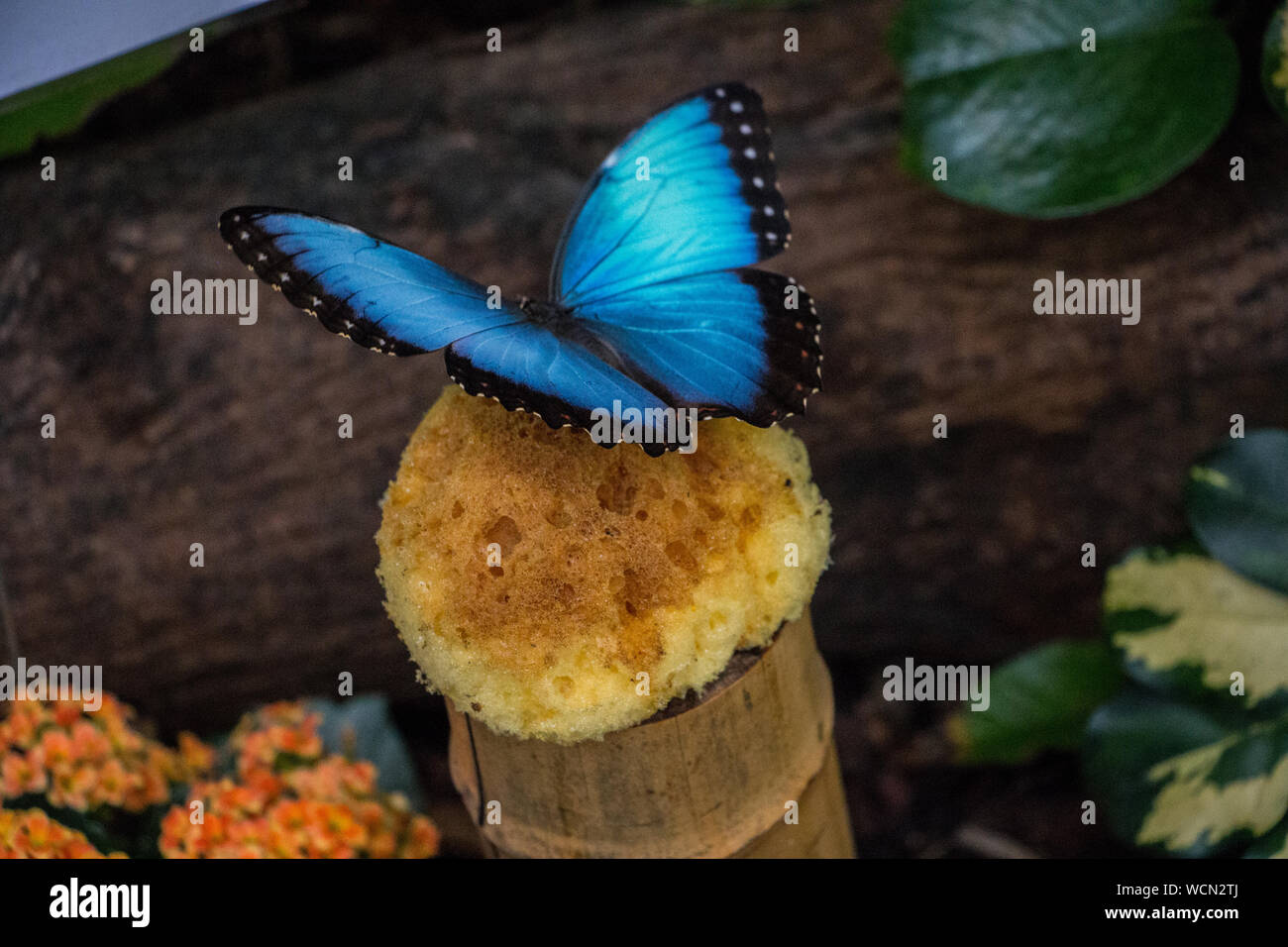 Schwamm Baum Stockfotos und -bilder Kaufen - Alamy