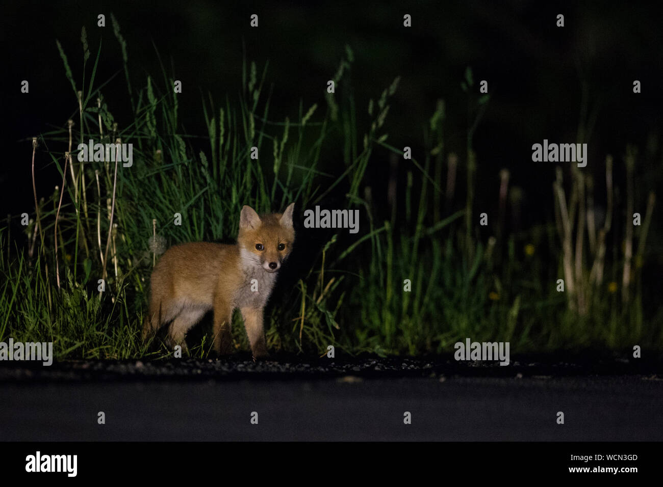 Red Fox (Vulpes vulpes) steht neben einer Straße, gefährdet durch Verkehr, nachts, junge Tier, Cub, Wildlife, Europa. Stockfoto