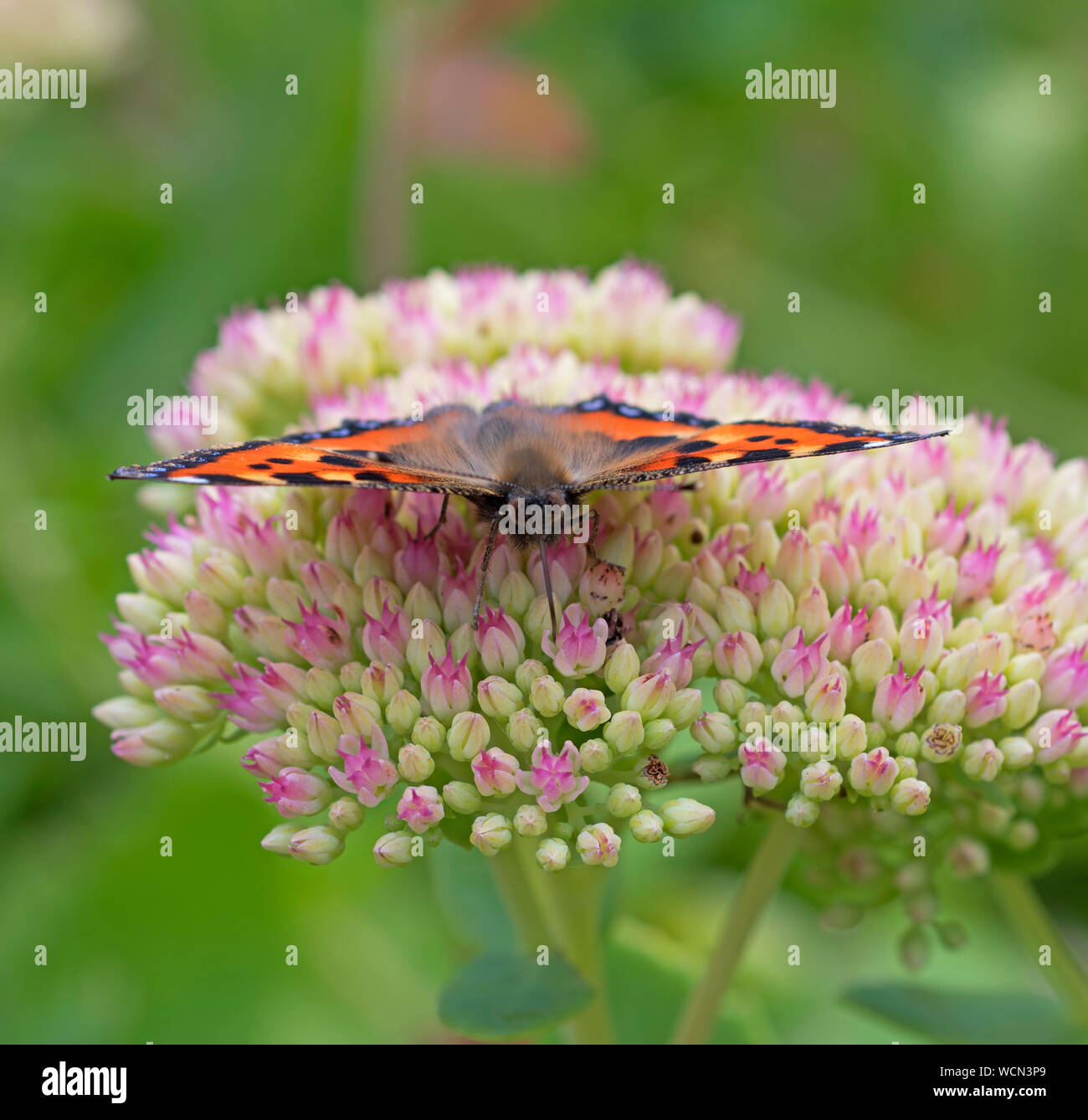 Schmetterling, Klein, Tortoishell, Nymphalis urticae, Stockfoto