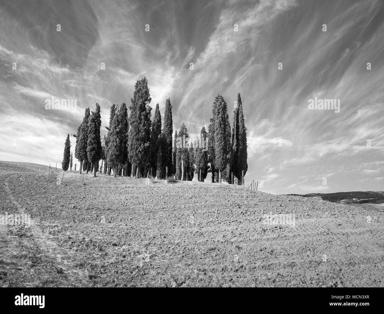 Zypressen Gruppe in der Toskana, Italien. Antenne Sommer Landschaft. Schwarz und Weiß Stockfoto