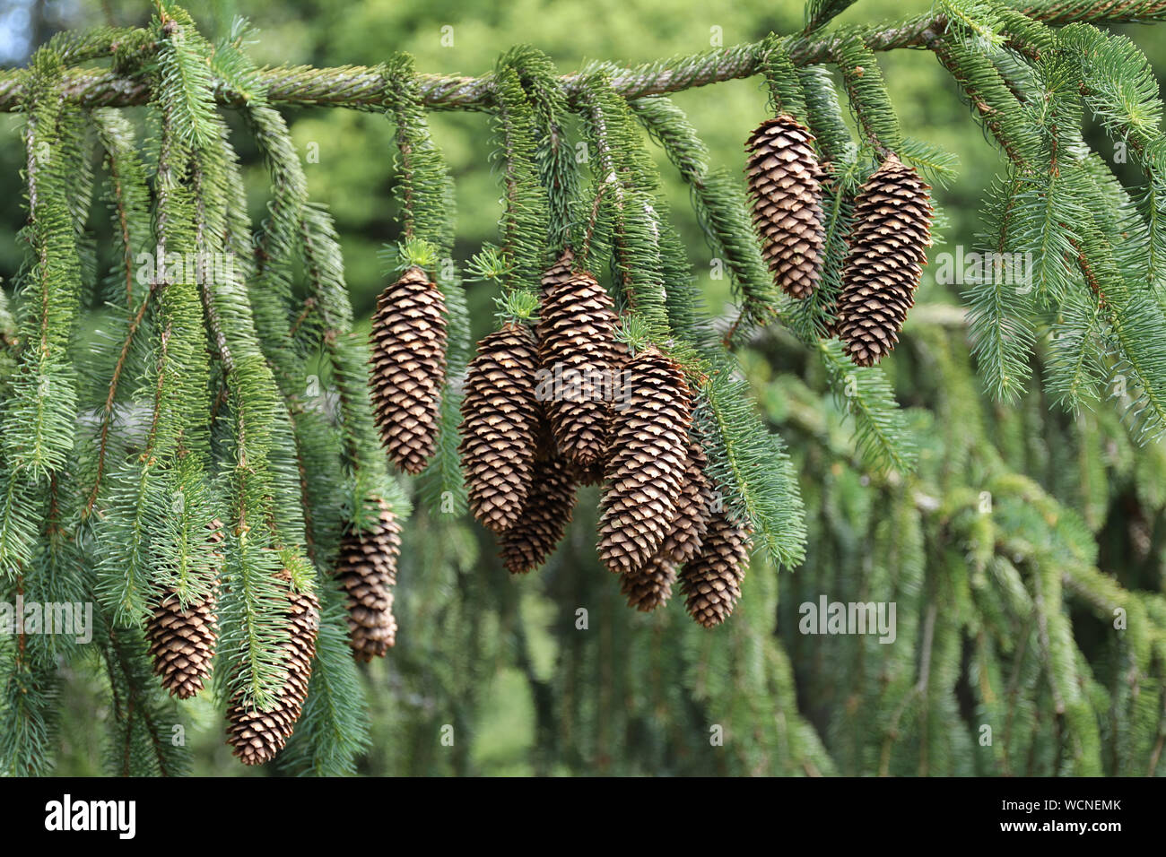 Detail od der Fichte Kegel - tannenzapfen Stockfoto