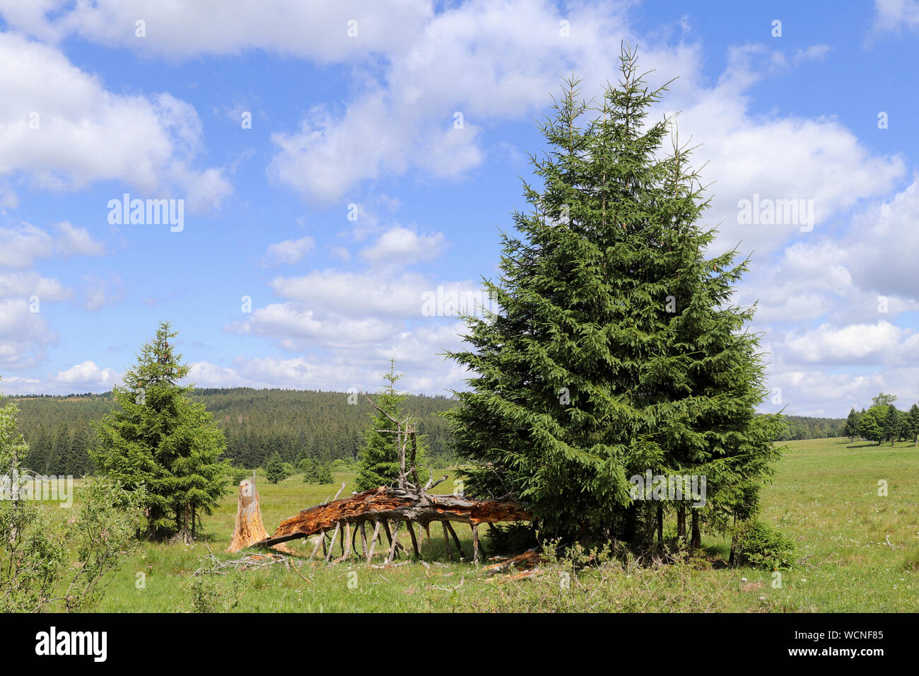 Landschaft im Nationalpark Böhmerwald - Böhmerwald Stockfoto