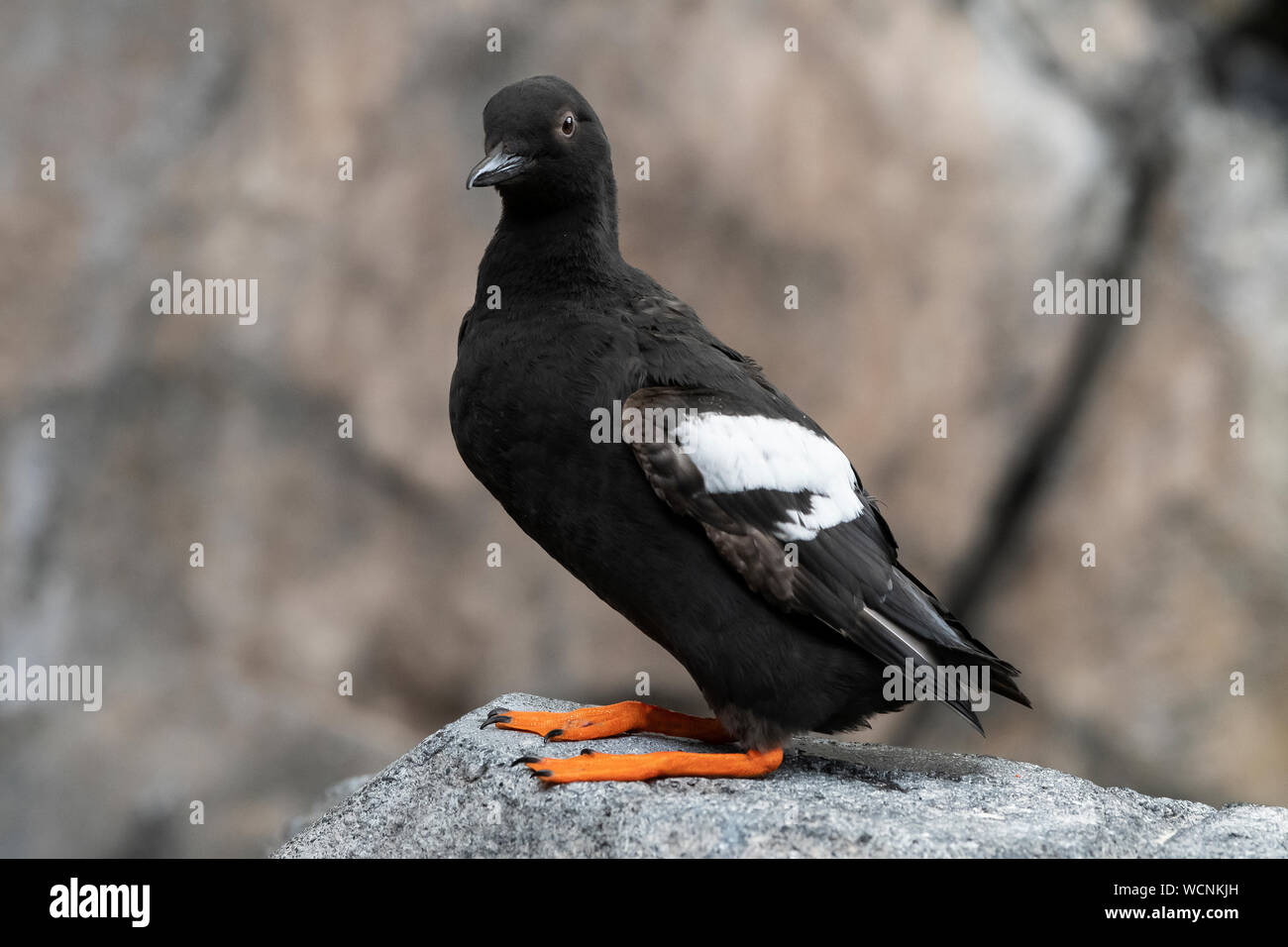 Nordamerika; USA; Alaska; Chiswell Inseln; Tierwelt; Vögel; Seevögel; Taube Guillemot; Cepphus columba Stockfoto