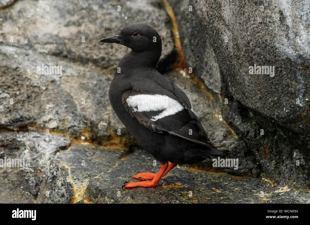 Nordamerika; USA; Alaska; Chiswell Inseln; Tierwelt; Vögel; Seevögel; Taube Guillemot; Cepphus columba Stockfoto