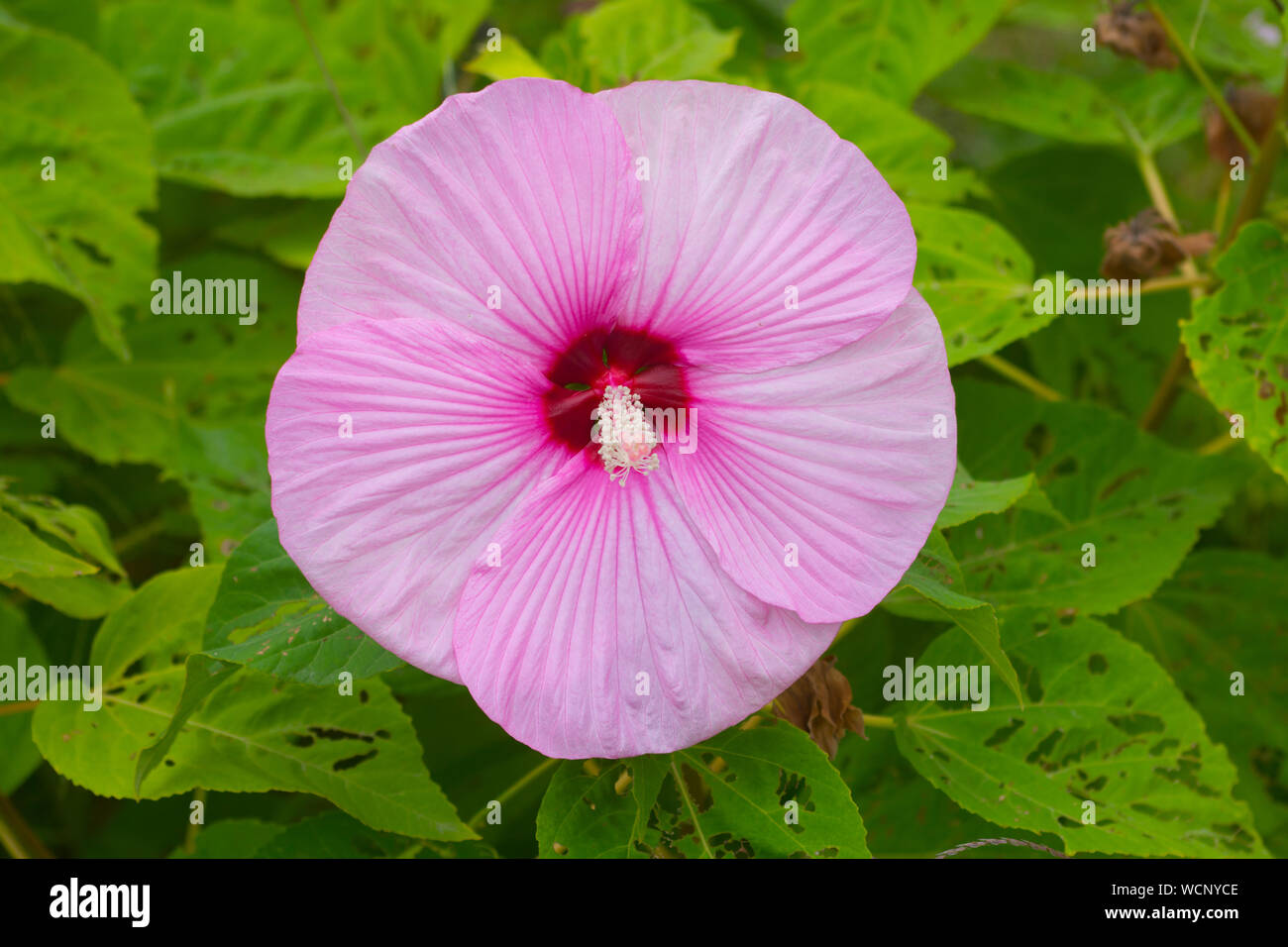 Ein Rosa Hibiskus Blume - Spätsommer auf Cape Cod Stockfoto