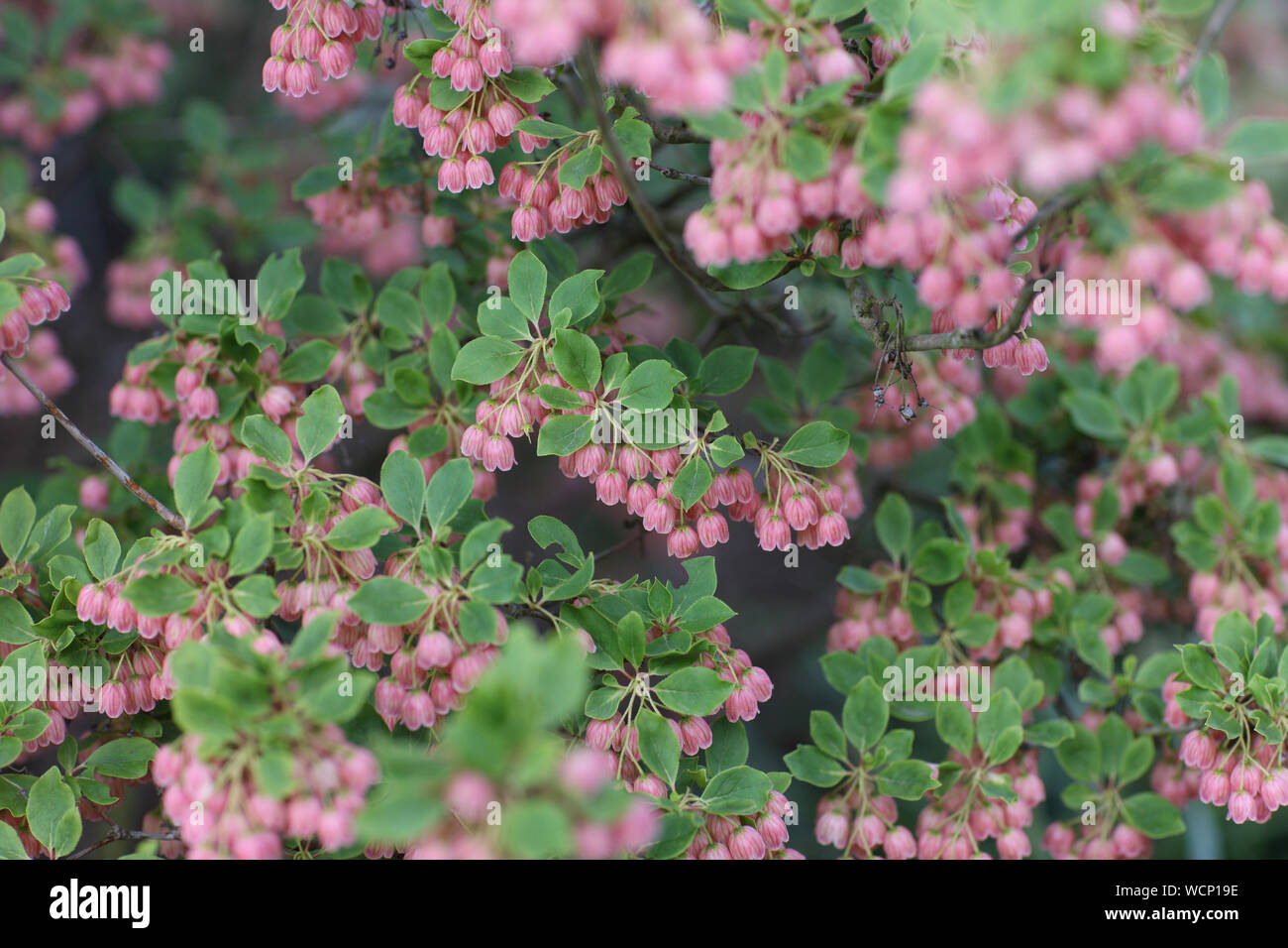 Japanische Ziersträucher enkyanthus mit Blumen in Form einer Glocke Stockfoto